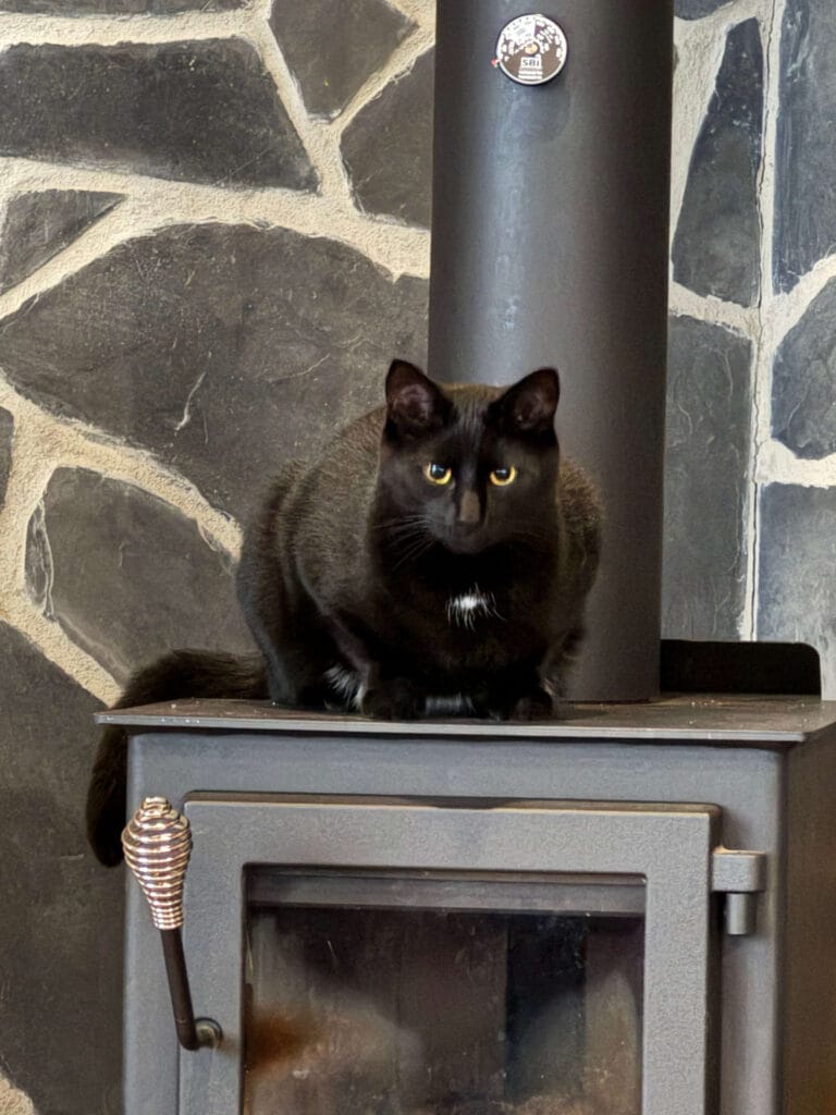 Fawkes – Director of Operations & Keeper of the Flame