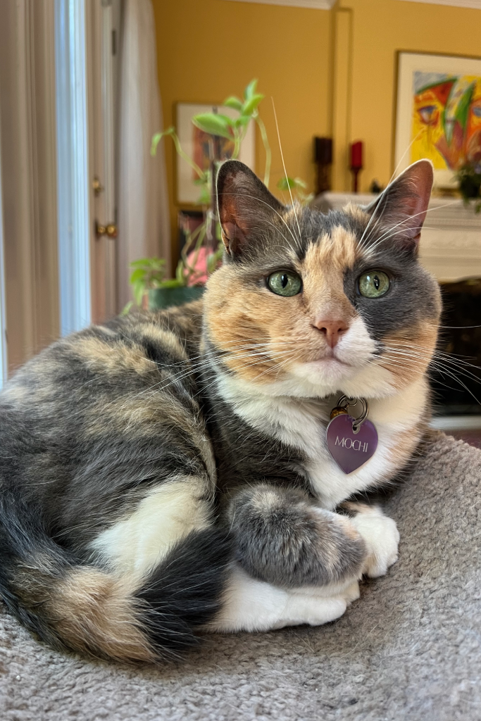 Mochi Robinson